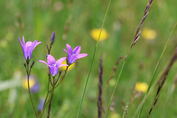 Fototapeta premium purple flowers in the grass