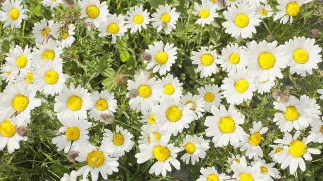 Overhead shot showing clusters of white daisy flowers growing close together in natural surroundings