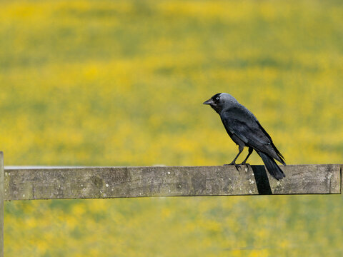 Jackdaw, Coloeus monedula