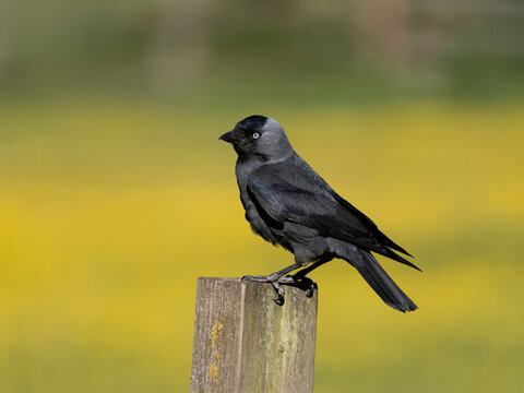 Jackdaw, Coloeus monedula