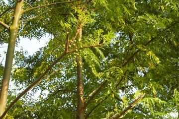 Fototapeta premium Green fruits on tree branch in Sauraha, Nepal