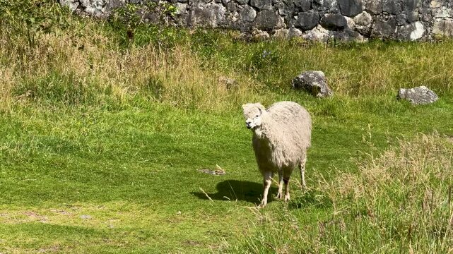Llama in Beautiful National Park of Cajas in Cuenca, Ecuador