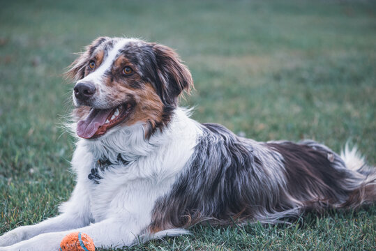 Aussie Shepperd with ball