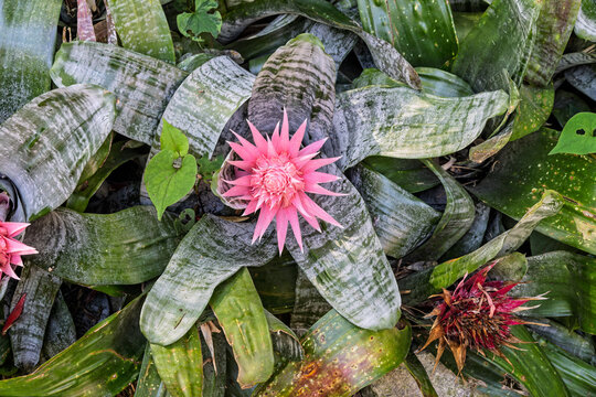 Close up of pink. Urn Plant flower with green striated leaves in garden in Forio, Ischia, Italy in May 2026