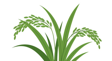 Fototapeta premium Green Rice Stalk with Grains on White Background