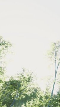 Bright light fills a forest with green trees. Sunlight shines through the leaves creating a warm atmosphere. The scene shows a clear view of nature in daylight hours.