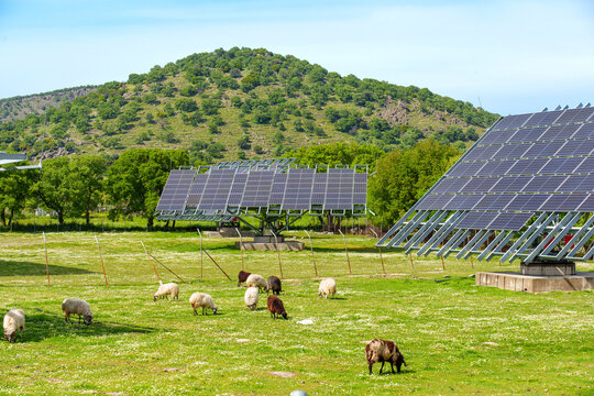 Agrivoltaic Solar Panels and Livestock Sheep in Rural Greece