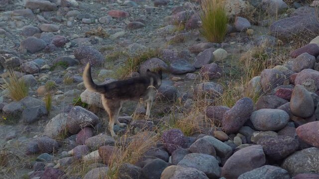 Stray Siberian husky dog walking on a rocky riverbank and walking away.