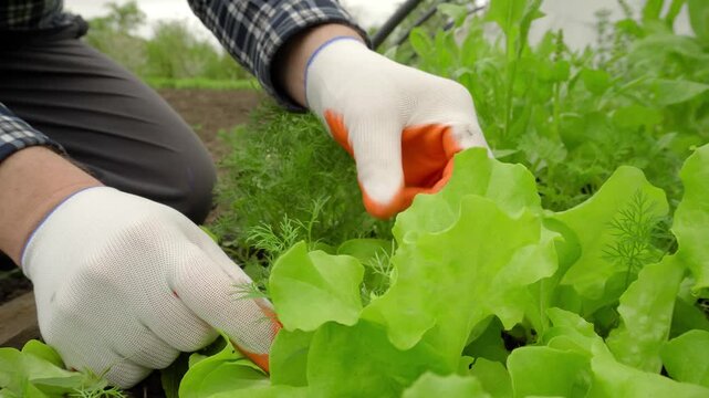 Gardener harvesting fresh lettuce and herbs with gloved hands in a lush vegetable garden surrounded by green foliage and soil