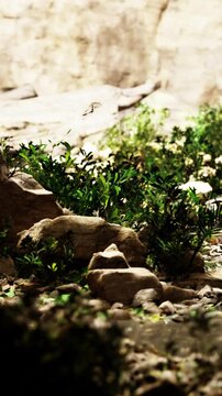 The setting shows various rocks surrounded by small bushes and plants. Sunlight highlights the textures and colors of the natural landscape, creating a detailed outdoor scene.