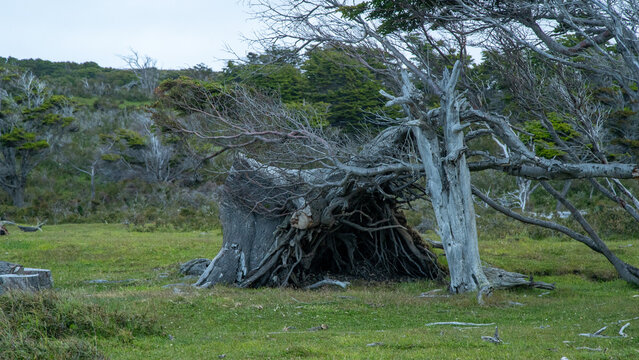 Arbol Patagonico
