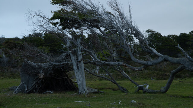 Arbol Pataginco