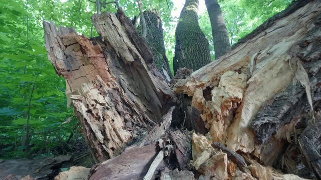 Broken Fallen Tree Trunk Destroyed by Wood Insects and Rot | Damaged Decaying Dead Wood with Rotten Fiber Texture in Summer Forest | Nature Decay Detail