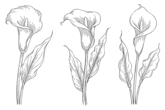Calla lily flowers in antique engraving linework set.