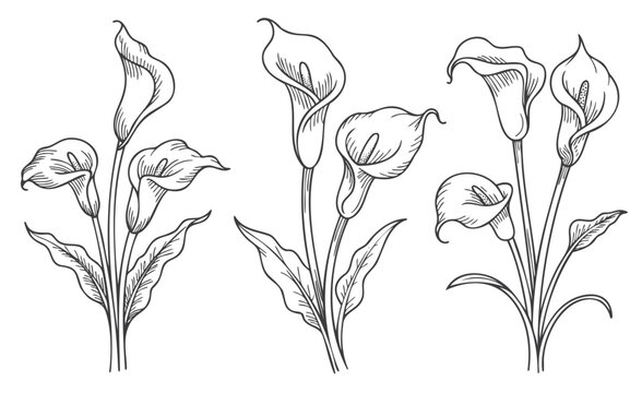 Calla lily flowers in antique engraving linework set.