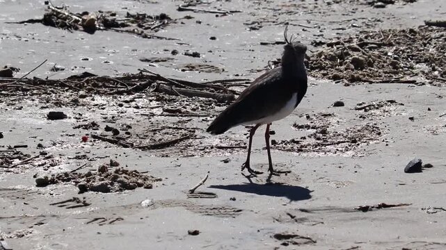 Southern lapwing at the seashore in Tramanda&iacute;, Rio Grande do Sul, Brazil.	