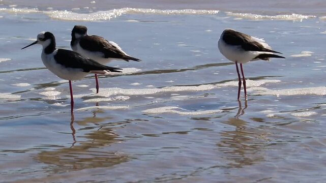 White-backed Stilt bird walking along the seashore in Tramanda&iacute;, Rio Grande do Sul, Brazil.	