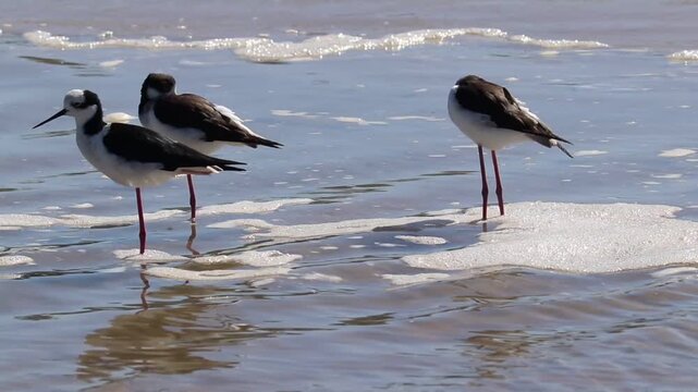 White-backed Stilt bird walking along the seashore in Tramanda&iacute;, Rio Grande do Sul, Brazil.	
