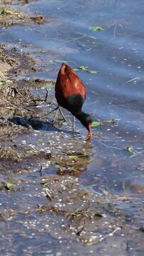 Wattled Jacana at Bra&ccedil;o Morto Lake &ndash; Wild Bird in Imb&eacute;, Rio Grande do Sul.	