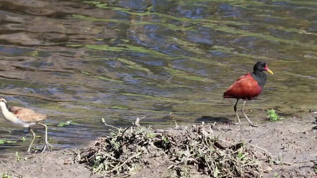 Wattled Jacana at Bra&ccedil;o Morto Lake &ndash; Wild Bird in Imb&eacute;, Rio Grande do Sul.	
