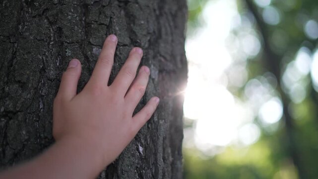 Child's hand gently touching rough tree bark in bright sunlight. Person explores textured trunk surface in forest. Beautiful bokeh light filters through leaves creating dreamy atmosphere.