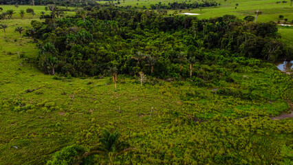 Aerial View of Native Palm Trees and Buritizal in Amazonian Grazing Land © rafael