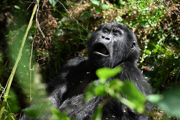 critically endangered Eastern gorilla subspecies (Gorilla beringei beringei). encounter in impenetrable rainforest bwindi natural park © Michaela Holubová