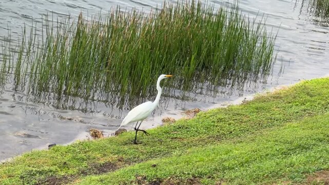 A great egret (binomial name: Ardea alba), also known as great white heron, seems distracted as it forages for prey (fish, frogs, snakes, or insects, perhaps) by a stormwater retention pond in Florida