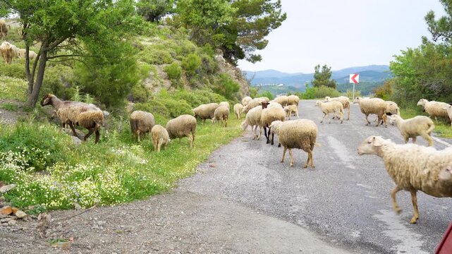 Flock of domestic sheep walking on an asphalt road in rural mountain landscape