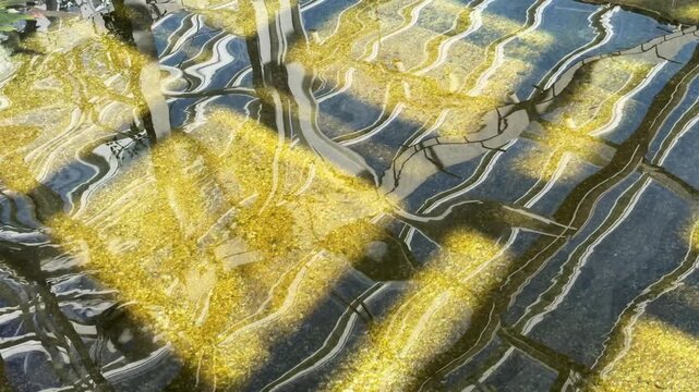 Hypnotic skylight reflections wavering on the surface of a shallow pool, with a geometric pattern of afternoon sunlight on the bottom, in a garden conservatory. Design and perceptual motifs.
