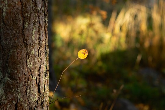 One last yellow leaf on the tree in the autumn forest 