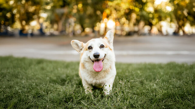 corgi