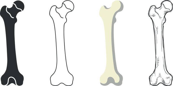 Set of four different styles of human femur bone icons isolated on white background vector illustration on transparent background