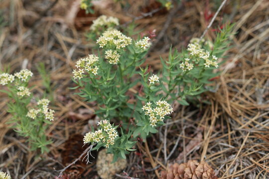Serpentine Bedstraw (Galium serpenticum) Blooming Wild Plant in Rocky Habitat