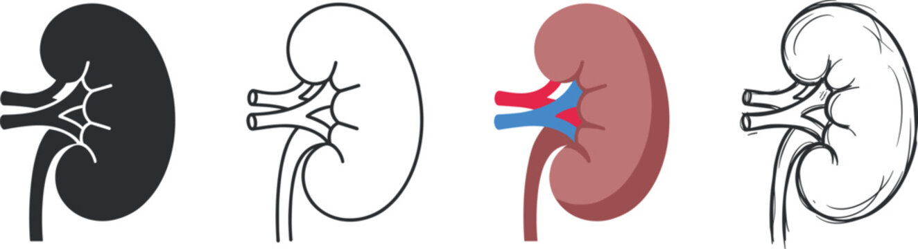 Collection of human kidney icons presented in various styles including solid silhouette and hand drawn sketch on transparent background