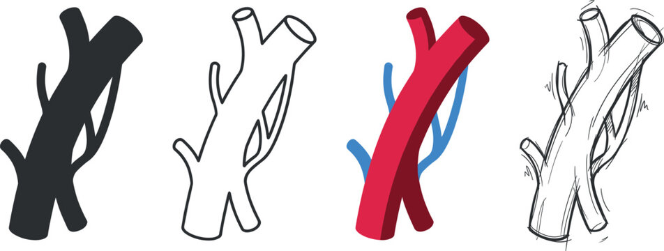 Anatomical vascular artery structures presented in four distinct artistic styles for medical study and scientific design on transparent background