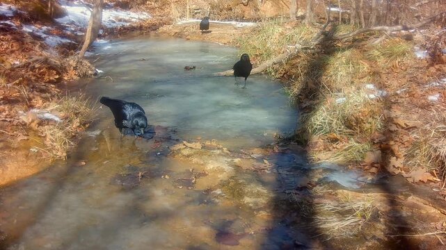Three crows at a frozen creek on a sunny winter afternoon, looking for something to eat