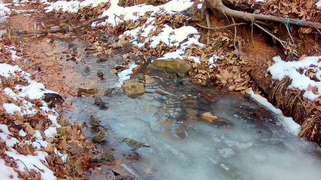 Flock of Red-winged Blackbirds bathing in a shallow partially frozen creek on a cold winter day
