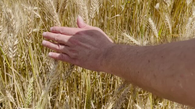 Farmer hand touching golden ripe wheat ears in field before harvest on sunny summer day