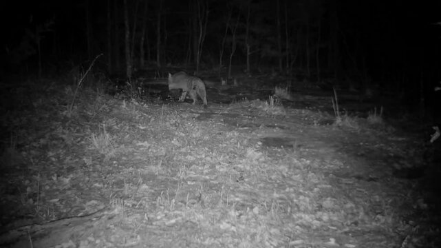 Bobcat sneaking after something in the woods on a cold winter night