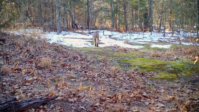 Beautiful bobcat crosses a partially snow covered opening on a winter morning