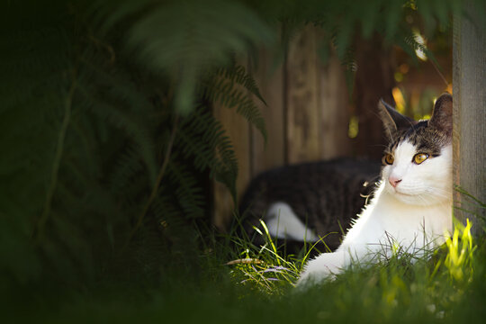 Pretty white and brown tabby cat relaxes in a wooden box, surrounded by beautiful ferns