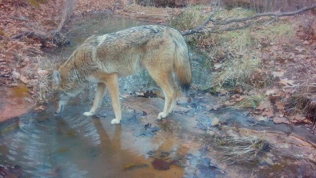 Closeup of a coyote drinking in a small creek on a winter evening