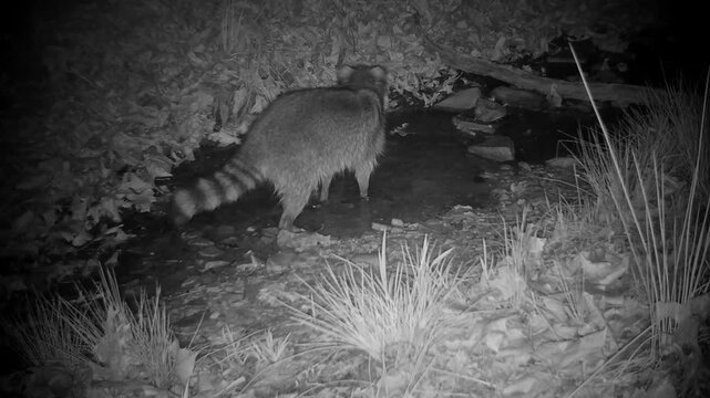 Raccoon walking in a small creek on an early spring night when it hears an owl hooting and stops to listen to it 