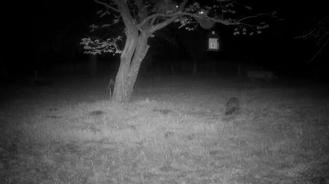 Raccoon raiding a bird feeder in a tree at night, with another raccoon coming to check on him