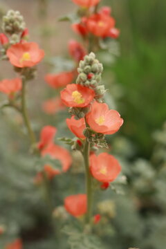 Flowering Top of Munro&rsquo;s Globemallow (Sphaeralcea munroana) in Bloom
