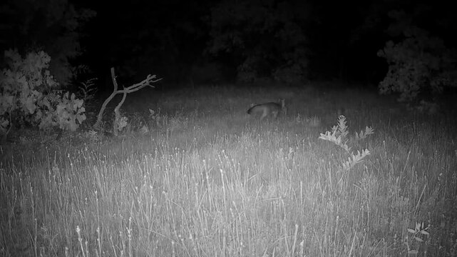 Gray fox carrying prey for food for its young on a spring night; across a small opening in the woods
