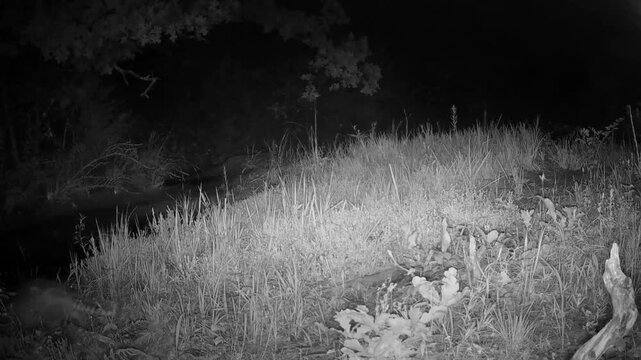Armadillo crosses the view from right to left on a fall night, with another following on his tracks