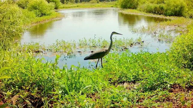 Great Blue Heron wading in a small pond on a sunny but blustery late summer day