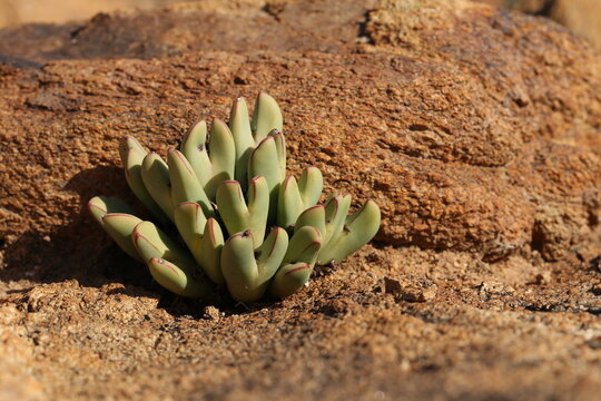 Conophytum bilobum photographed in it's natural habitat in a region known as Namaqualand, South Africa.